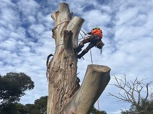 The Climbing Dutchman - Tree service - Arborist Mornington Peninsula